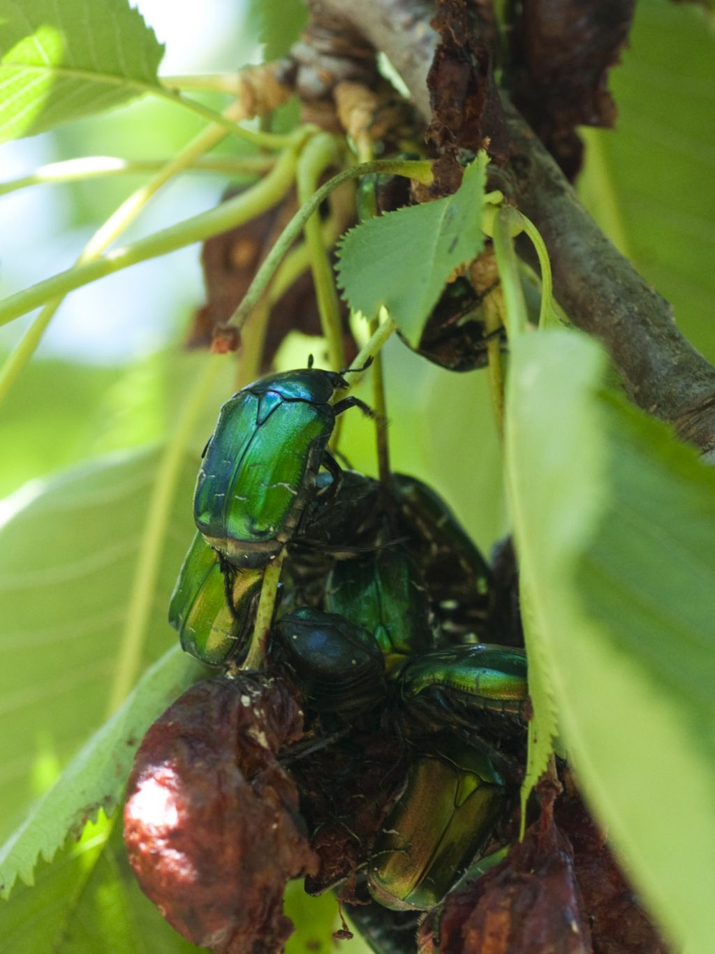Cetonia aurata e  Protaetia cuprea